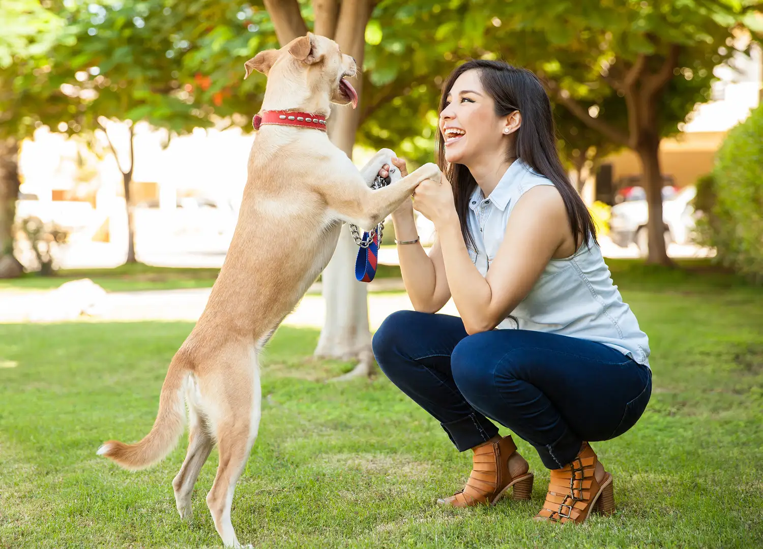 Pets and Pet Care